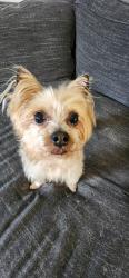 Found/Stray Male Dog last seen Darbytown rd, Darbytown Rd, VA 23231