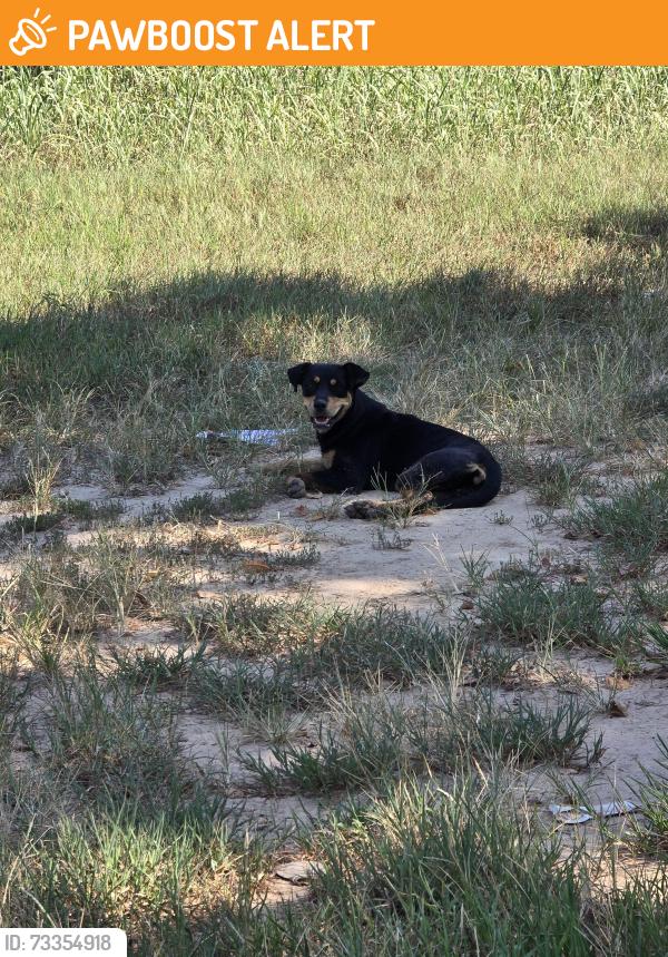 Found/Stray Unknown Dog last seen North Canadian River @ Beardean, McIntosh County, OK 74432