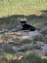 Found/Stray Unknown Dog last seen North Canadian River @ Beardean, McIntosh County, OK 74432