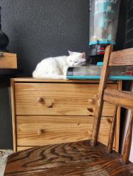 Lost Female Cat last seen Main St east and Balmoral, Hamilton, ON L8M 0A4