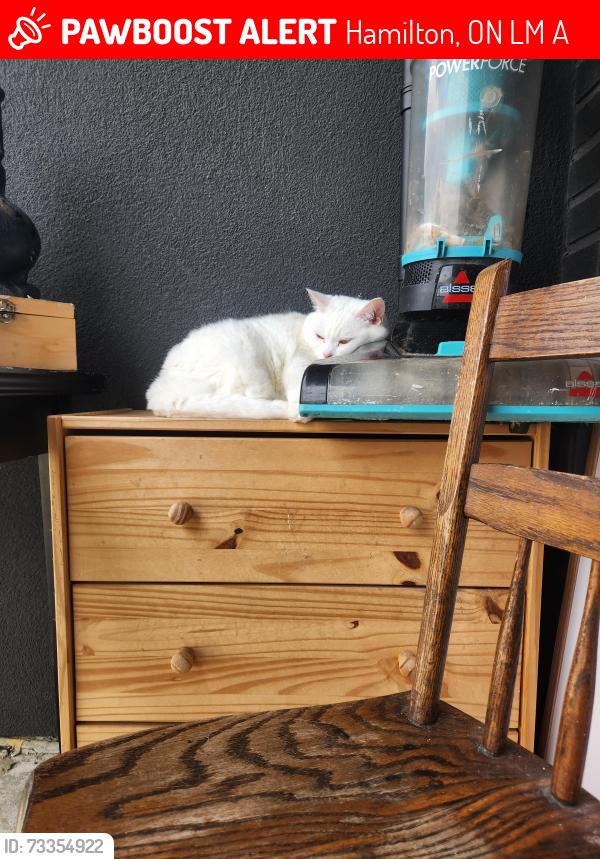 Lost Female Cat last seen Main St east and Balmoral, Hamilton, ON L8M 0A4