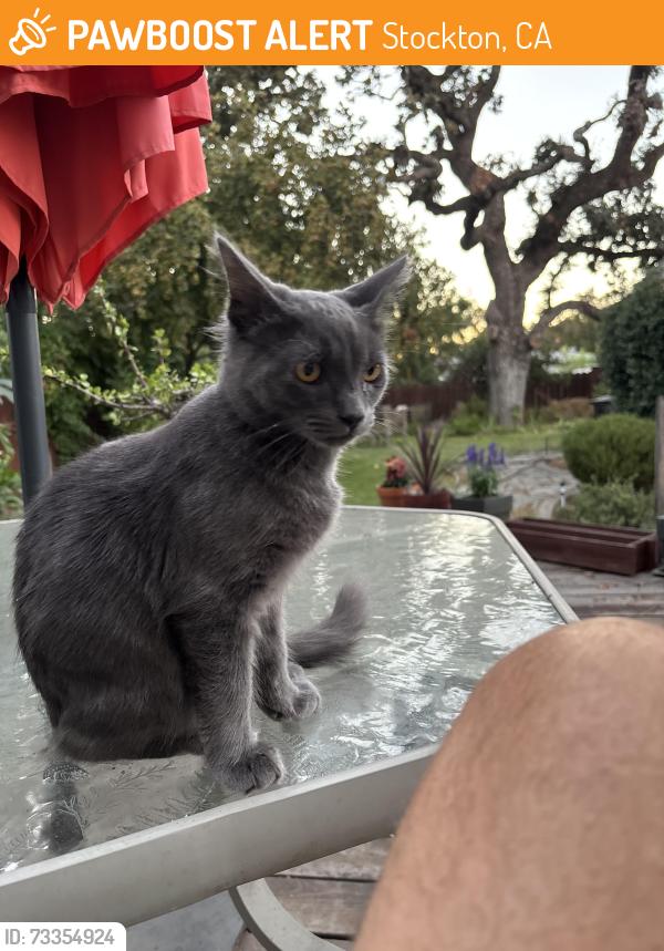 Found/Stray Male Cat last seen Argonne drive stockton, Stockton, CA 95203