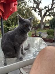 Found/Stray Male Cat last seen Argonne drive stockton, Stockton, CA 95203