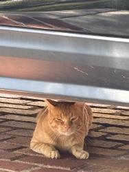 Found/Stray Unknown Cat last seen Hallbrook, Leawood, KS 66211
