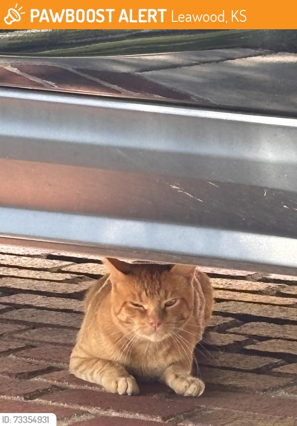 Found/Stray Unknown Cat last seen Hallbrook, Leawood, KS 66211