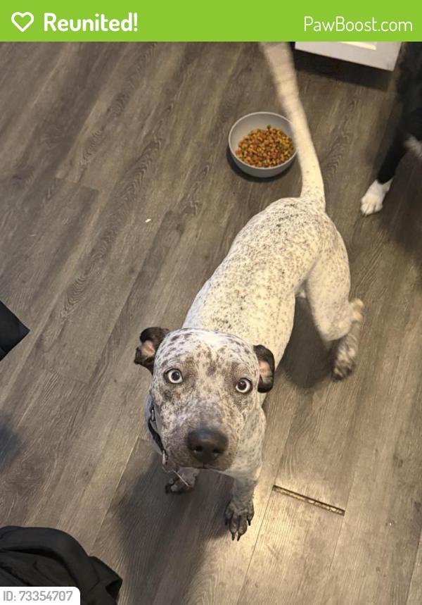 Reunited Male Dog last seen 17th and Laredo, Aurora, CO 80011