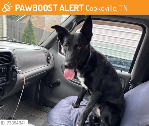Found/Stray Female Dog last seen White plains, Cookeville, TN 38506