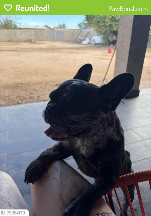 Reunited Female Dog last seen Near W McKinley St, Phoenix, AZ 85043, USA, Phoenix, AZ 85043