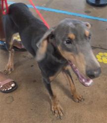 Shelter Stray Male Dog last seen , 14409 Vanowen St, Van Nuys, CA 91405, USA