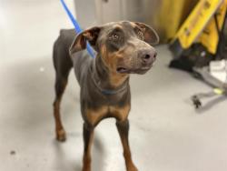 Shelter Stray Male Dog last seen Near BLOCK E 11TH ST, PERRIS CA 92570, 581 S Grand Ave, San Jacinto, CA 92582, USA