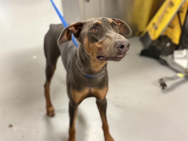 Shelter Stray Male Dog last seen Near BLOCK E 11TH ST, PERRIS CA 92570, 581 S Grand Ave, San Jacinto, CA 92582, USA