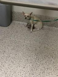 Shelter Stray Female Dog last seen Near BLOCK MAGNOLIA ST, 12155 Park Blvd, Brighton, CO 80601, USA