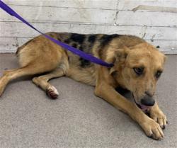 Shelter Stray Female Dog last seen FOUND ON FREEWAY, 333 Chandler Pl, San Bernardino, CA 92408, USA