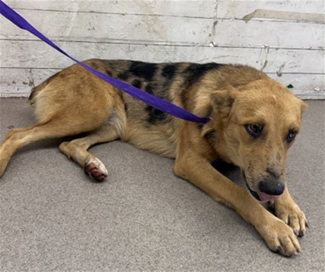 Shelter Stray Female Dog last seen FOUND ON FREEWAY, 333 Chandler Pl, San Bernardino, CA 92408, USA