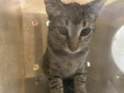 Shelter Stray Male Cat last seen , 1850 W 60th St, Los Angeles, CA 90047, USA