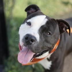 Shelter Stray Male Dog last seen N SAN GABRIEL AND DARTMOUTH, 4710 TX-151, San Antonio, TX 78227, USA