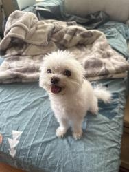 Reunited Female Dog last seen Inside Rio vista mobile home park, Anaheim, CA 92806