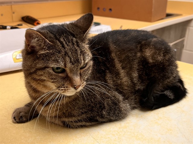 Shelter Stray Female Cat last seen Near BLOCK TUTT BLVD, COLORADO SPRINGS, CO 80923, 610 Abbot Ln, Colorado Springs, CO 80905, USA