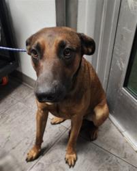 Shelter Stray Male Dog last seen , 11361 W Pico Blvd, Los Angeles, CA 90064, USA