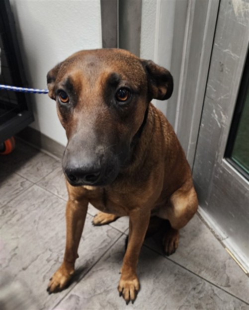 Shelter Stray Male Dog last seen , 11361 W Pico Blvd, Los Angeles, CA 90064, USA