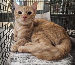 Shelter Stray Male Cat last seen , 3201 Lacy St, Los Angeles, CA 90031, USA