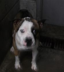 Shelter Stray Male Dog last seen , 11361 W Pico Blvd, Los Angeles, CA 90064, USA