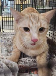 Shelter Stray Female Cat last seen , 3201 Lacy St, Los Angeles, CA 90031, USA