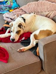 Shelter Stray Male Dog last seen I 264 E DUMESNIL + VIRGINIA, 3528 Newburg Rd, Louisville, KY 40218, USA