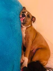 Shelter Stray Female Dog last seen Near BLOCK OUTER LOOP, 3528 Newburg Rd, Louisville, KY 40218, USA