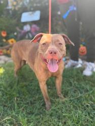 Shelter Stray Female Dog last seen Near BLOCK ST FRANCIS LN, 3528 Newburg Rd, Louisville, KY 40218, USA