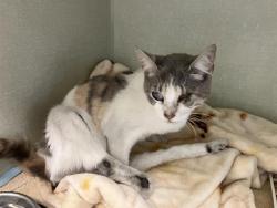 Shelter Stray Female Cat last seen , 600 Aviation Dr, Camarillo, CA 93010, USA