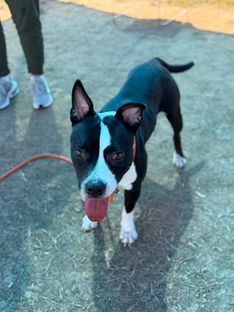 Shelter Stray Female Dog last seen Near BLOCK RANGOON WAY, 3528 Newburg Rd, Louisville, KY 40218, USA