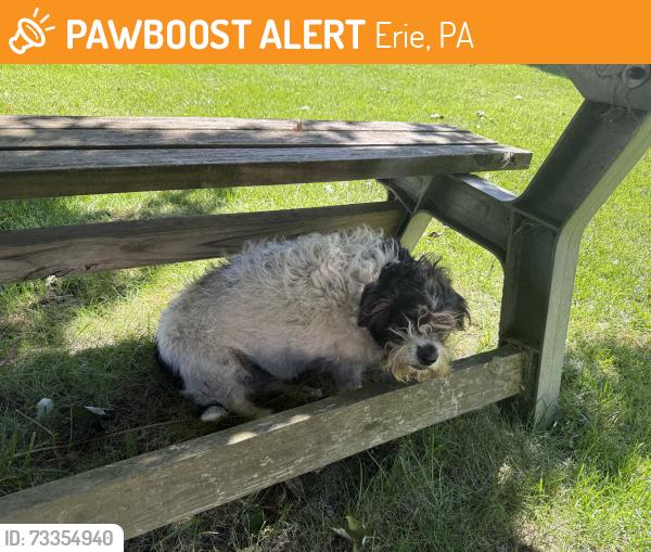 Found/Stray Female Dog last seen East ave boat launch, Erie, PA 16503