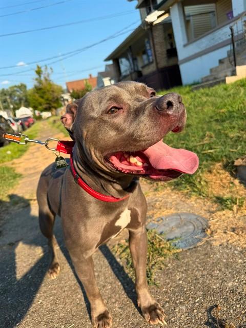 Shelter Stray Female Dog last seen Near BLOCK VISTA JOHN DR, 3528 Newburg Rd, Louisville, KY 40218, USA