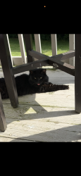 Reunited Female Cat last seen Oronoke Ridge cndmniums, Waterbury, CT 06708