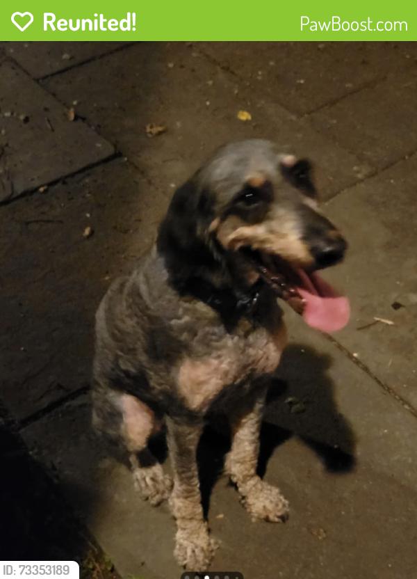 Reunited Male Dog last seen W Roscoe St & N Bosworth Ave, Chicago, IL 60657