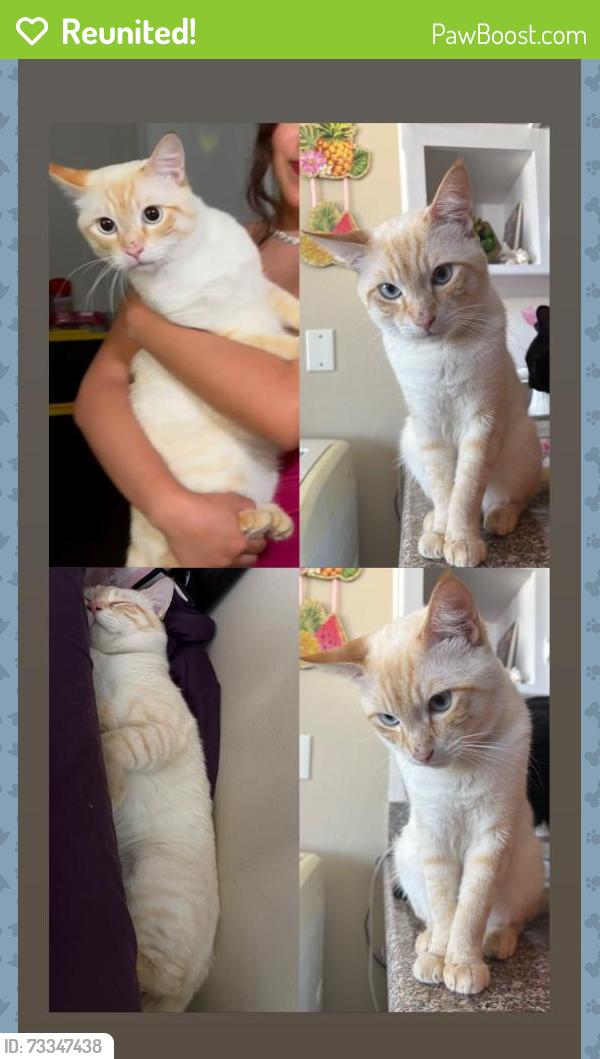 Reunited Male Cat last seen Near k st Chula Vista, Chula Vista, CA 91911