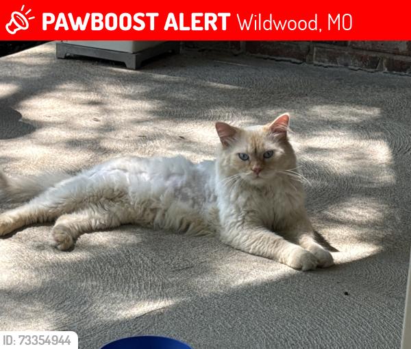 Lost Male Cat last seen Venice Place Ct & Waterfront Way, Wildwood, MO 63040