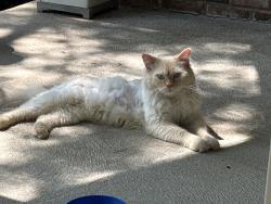 Lost Male Cat last seen Venice Place Ct & Waterfront Way, Wildwood, MO 63040
