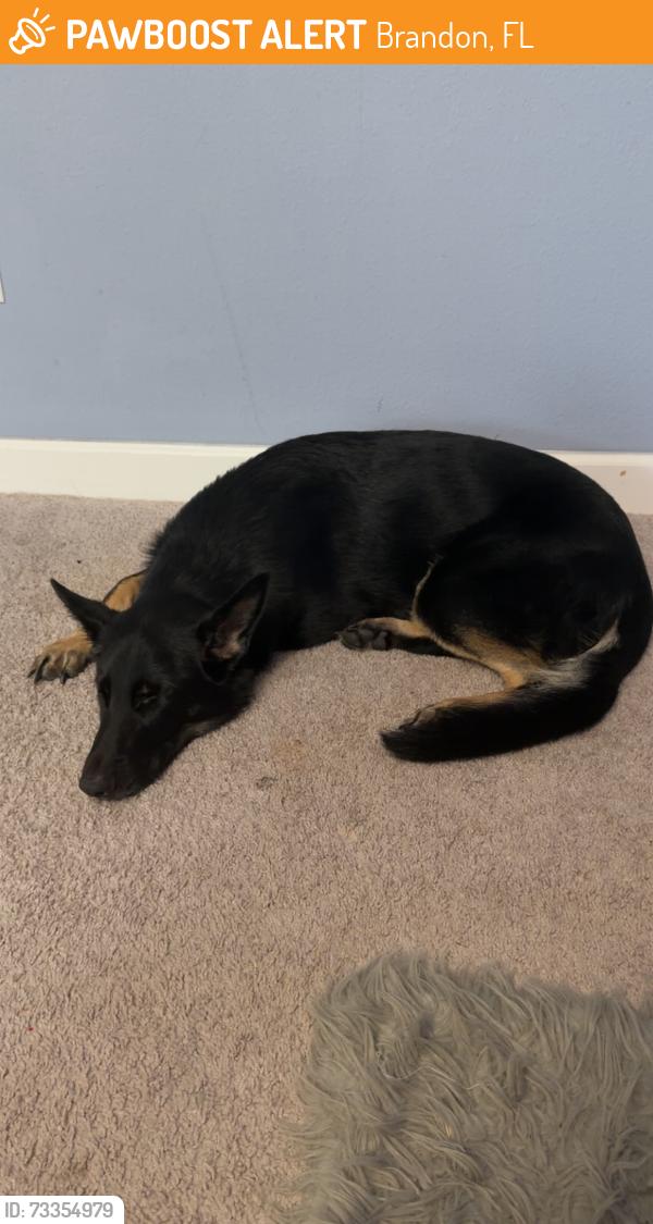 Found/Stray Female Dog last seen Lumsden and Lithia, Brandon, FL 33510