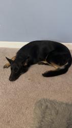 Found/Stray Female Dog last seen Lumsden and Lithia, Brandon, FL 33510