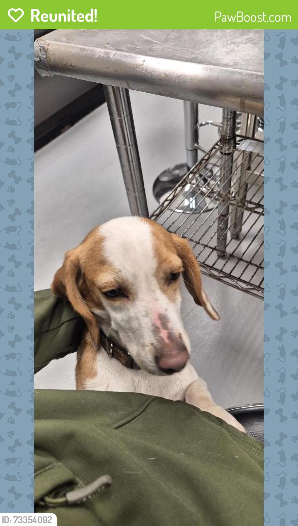 Reunited Male Dog last seen Kings Hwy and Sunset Pt Rd, Clearwater, FL 33755