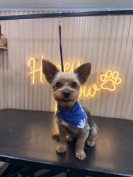 Lost Male Dog last seen Talley Rd, Trails at Culebra,, San Antonio, TX 78253