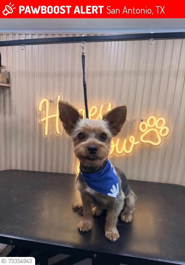 Lost Male Dog last seen Talley Rd, Trails at Culebra,, San Antonio, TX 78253