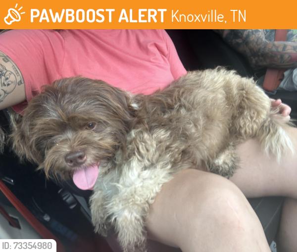 Found/Stray Male Dog last seen Interstate 40, Knoxville, TN 37939