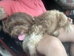 Found/Stray Male Dog last seen Interstate 40, Knoxville, TN 37939
