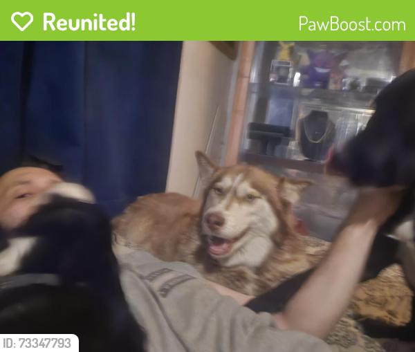 Reunited Female Dog last seen Las rosas and 7th street san jacinto, San Jacinto, CA 92583