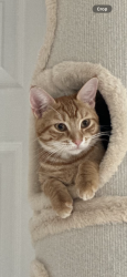 Lost Female Cat last seen Hartford Ave & Borden Ave, Johnston, RI 02919