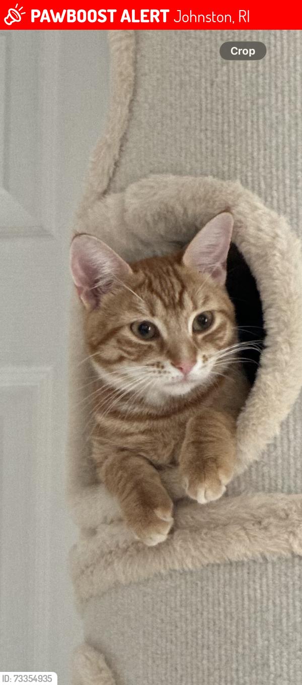 Lost Female Cat last seen Hartford Ave & Borden Ave, Johnston, RI 02919