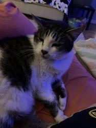 Lost Male Cat last seen Windswept an Seasons, Cincinnati, OH 45251